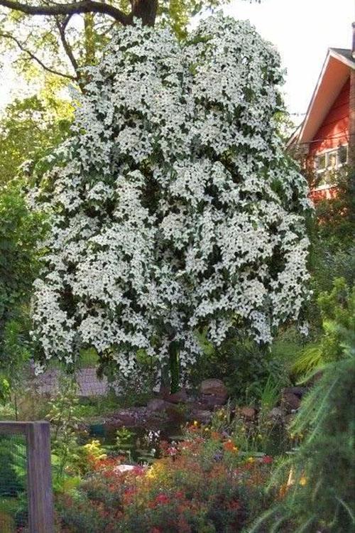 Cornus Kousa 'elizabeth Lustgarten' Single Stem - View 14 from www redcrocus com