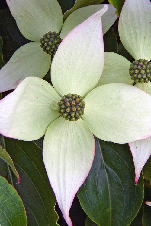 Cornus Kousa 'elizabeth Lustgarten' Single Stem - View 16 from www redcrocus com