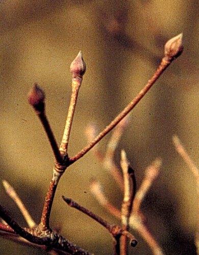 Cornus Kousa 'elizabeth Lustgarten' Single Stem - View 17 from www redcrocus com