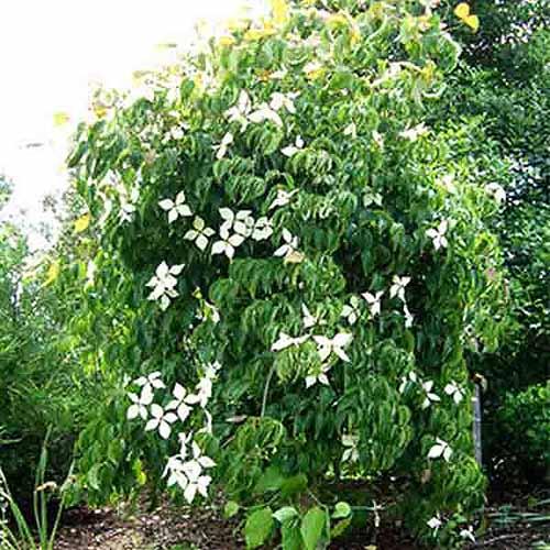 Cornus Kousa 'elizabeth Lustgarten' Single Stem - View 18 from www redcrocus com