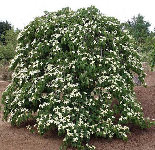 Cornus Kousa 'elizabeth Lustgarten' Single Stem - View 1 from www redcrocus com