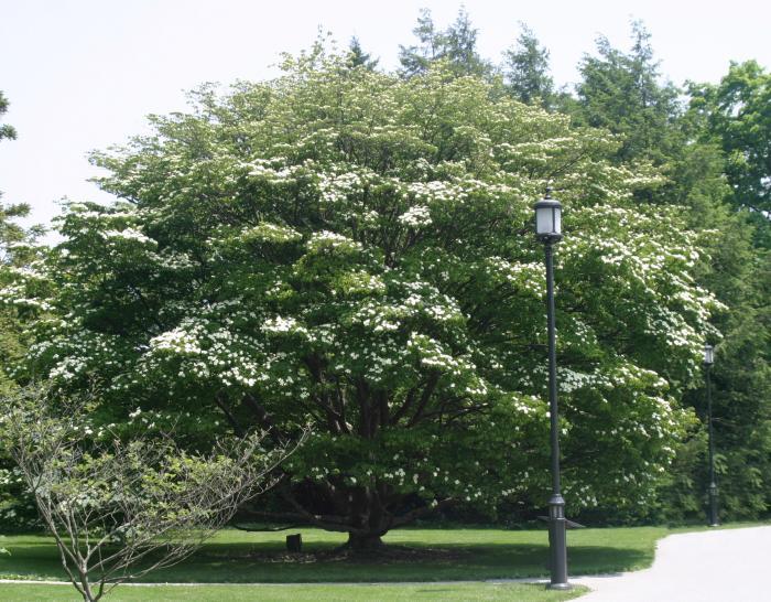 Cornus Kousa 'elizabeth Lustgarten' Single Stem - View 3 from www redcrocus com