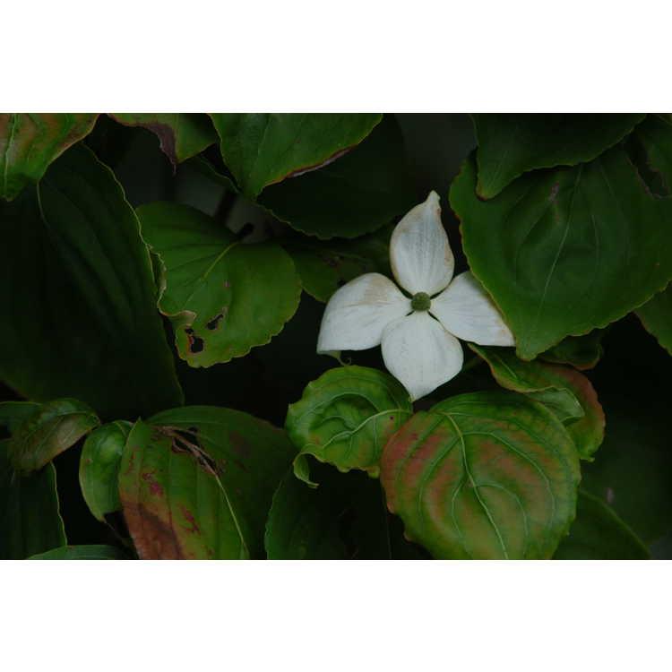 Cornus Kousa 'elizabeth Lustgarten' Single Stem - View 4 from www redcrocus com