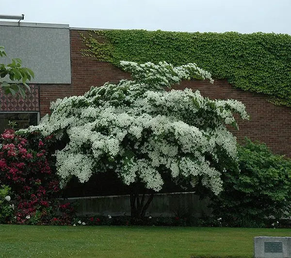Cornus Kousa 'elizabeth Lustgarten' Single Stem - View 5 from www redcrocus com