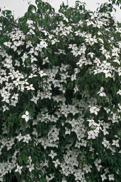 Cornus Kousa 'elizabeth Lustgarten' Single Stem - View 6 from www redcrocus com