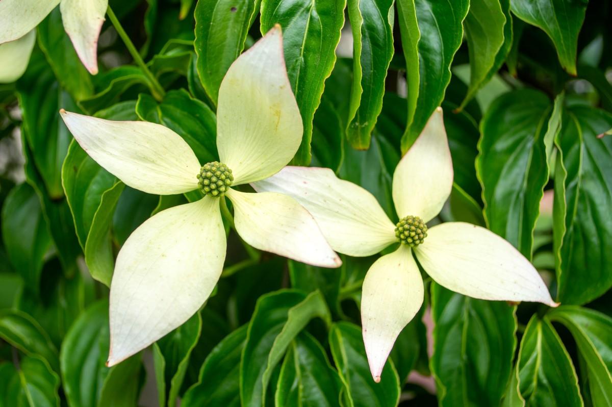 Cornus Kousa 'elizabeth Lustgarten' Single Stem - View 7 from www redcrocus com