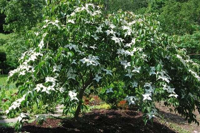 Cornus Kousa 'elizabeth Lustgarten' Single Stem - View 8 from www redcrocus com