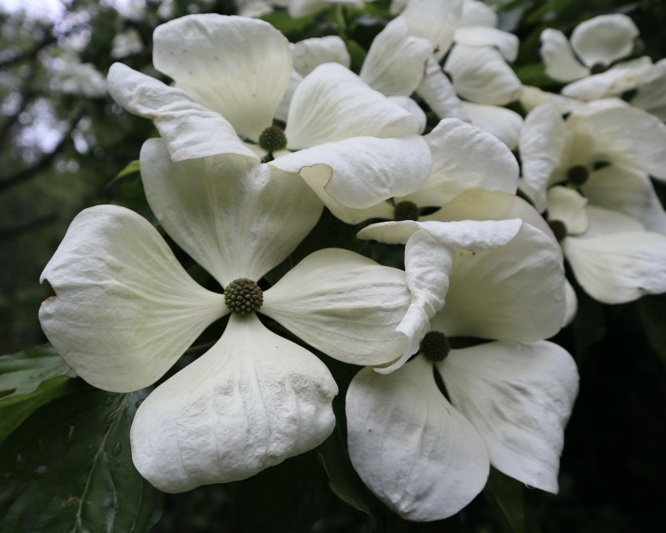 Cornus Venus Single Stem - View 11 from www redcrocus com