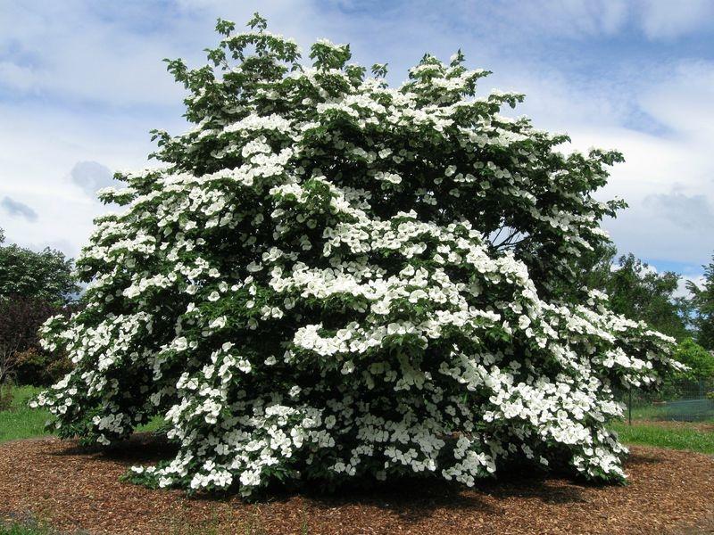 Cornus Venus Single Stem - View 14 from www redcrocus com