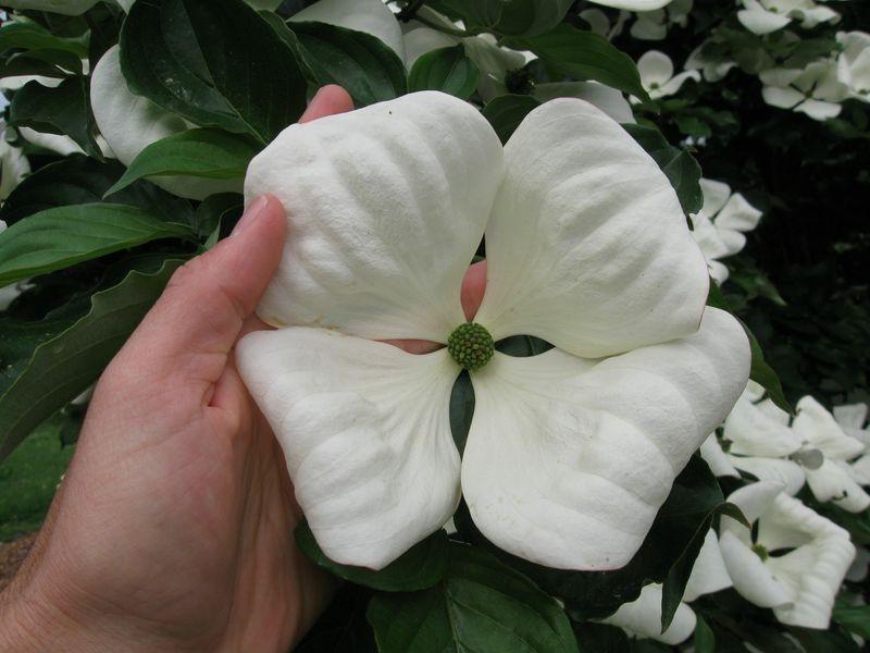 Cornus Venus Single Stem - View 17 from www redcrocus com