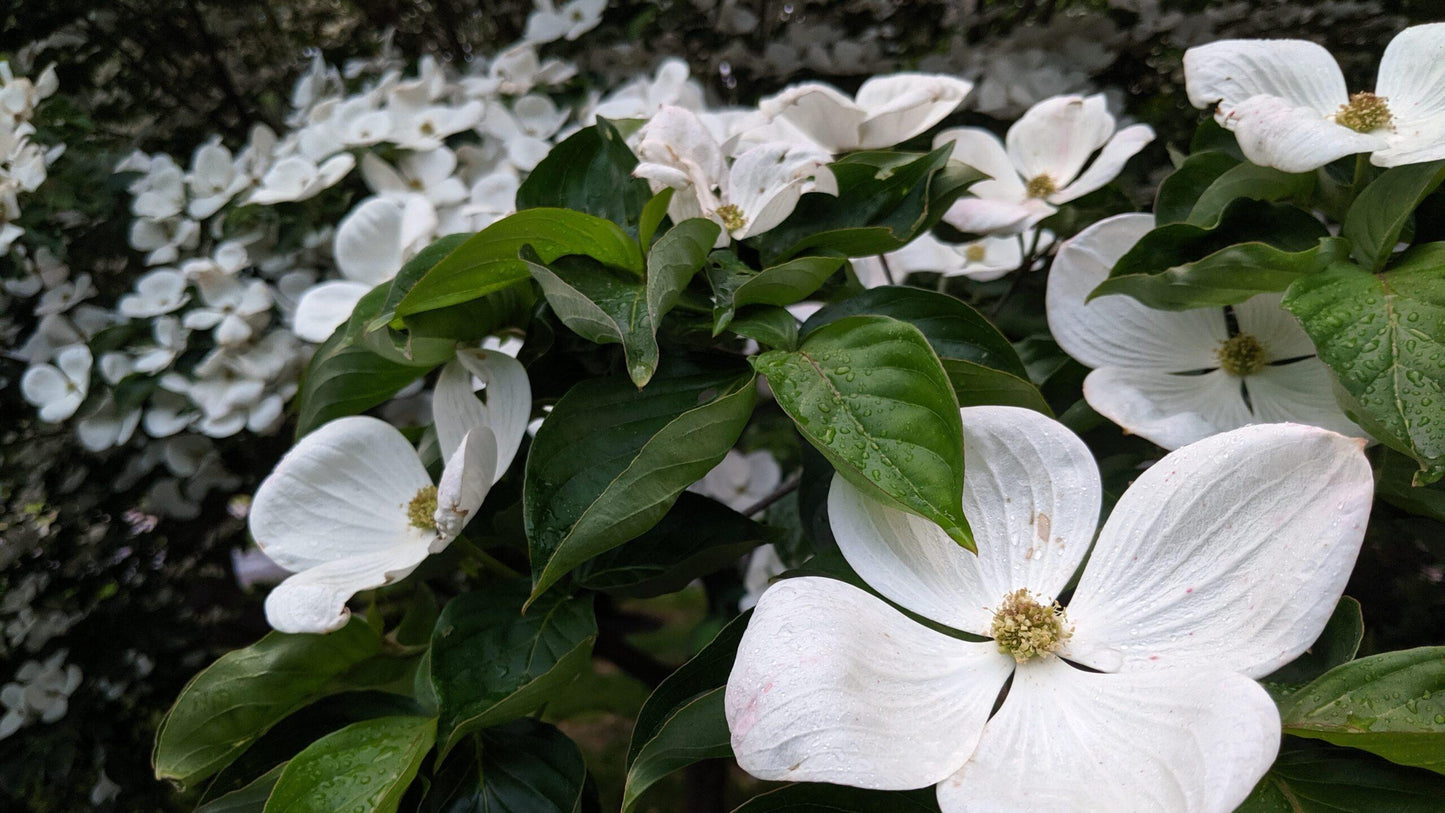 Cornus Venus Single Stem - View 19 from www redcrocus com