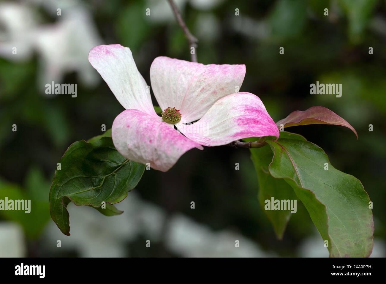 Cornus Venus Single Stem - View 2 from www redcrocus com