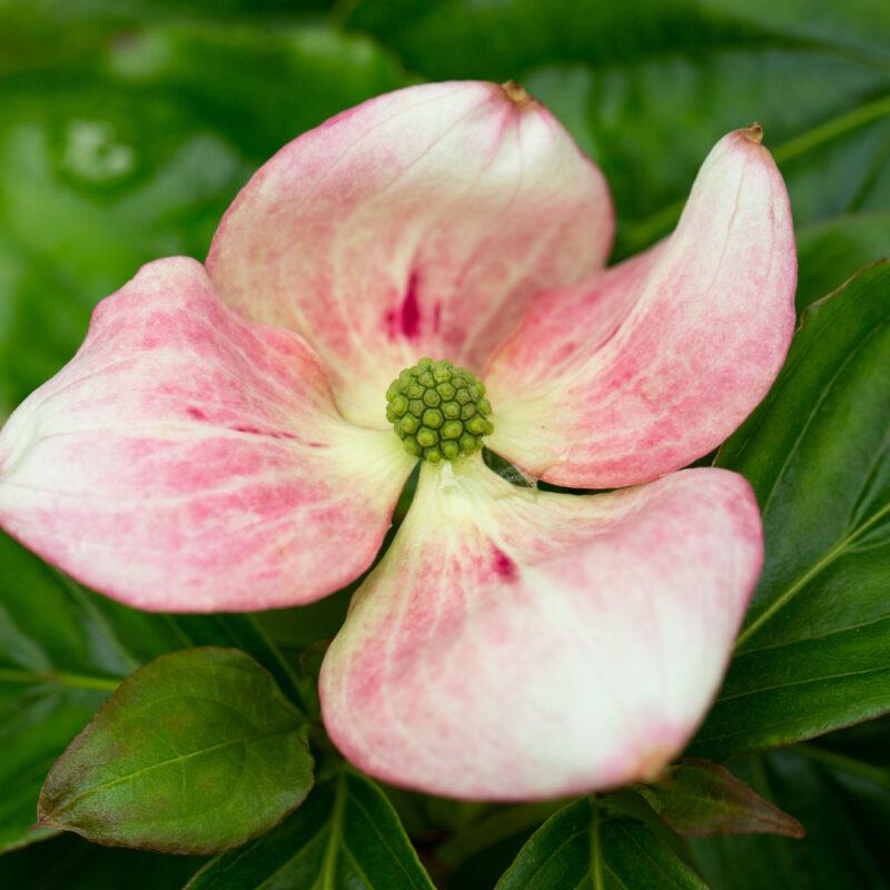 Cornus Venus Single Stem - View 3 from www redcrocus com