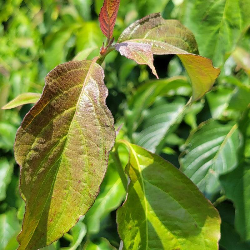 Cornus 'venus' Single Stem - View 12 from www redcrocus com