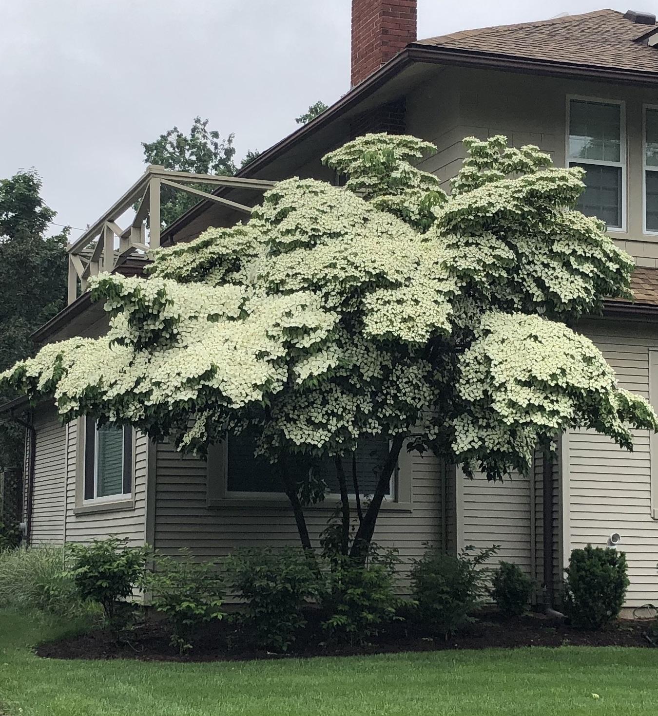 Cornus 'venus' Single Stem - View 14 from www redcrocus com