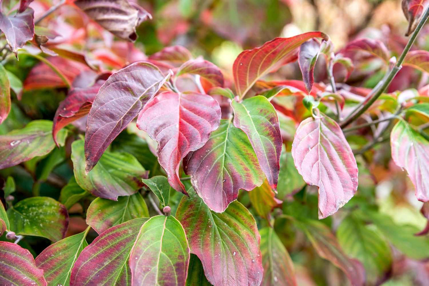 Cornus 'venus' Single Stem - View 19 from www redcrocus com