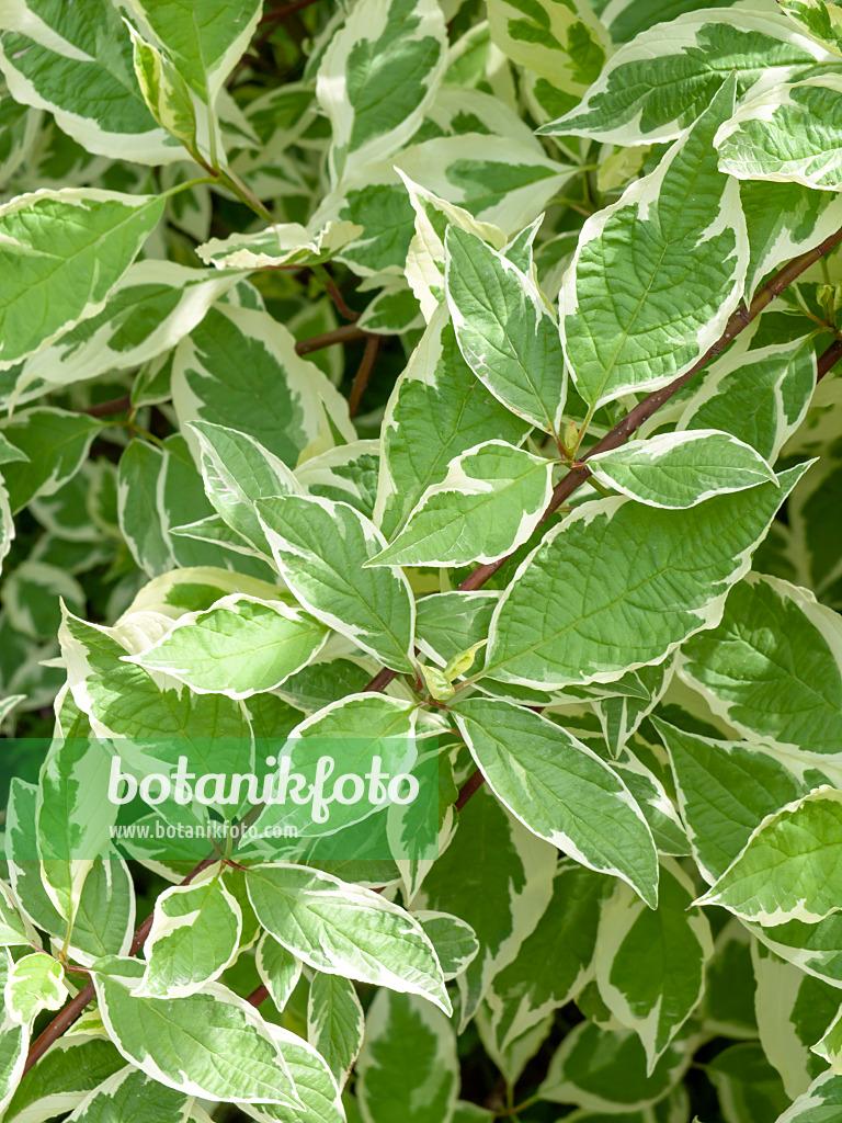 Cornus 'venus' Single Stem - View 22 from www redcrocus com