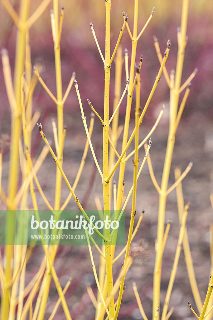 Cornus 'venus' Single Stem - View 7 from www redcrocus com