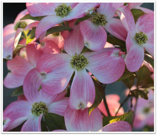 Cornus Florida Cherokee Brave Single Stem - View 1 from www redcrocus com