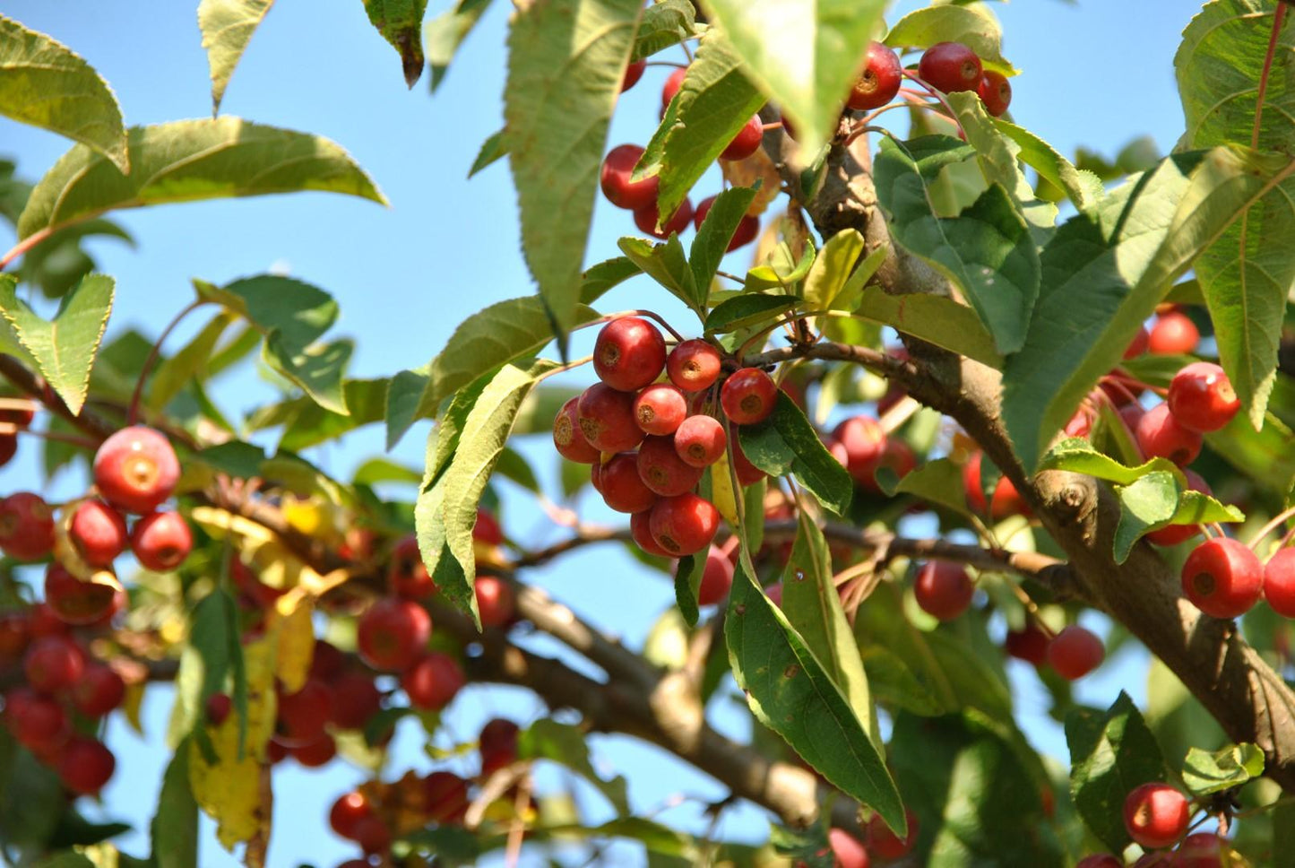 Malus Sugar Tyme - View 14 from www redcrocus com