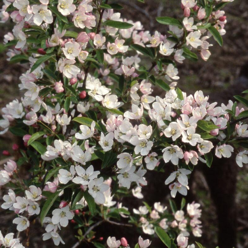 Malus Sugar Tyme - View 16 from www redcrocus com