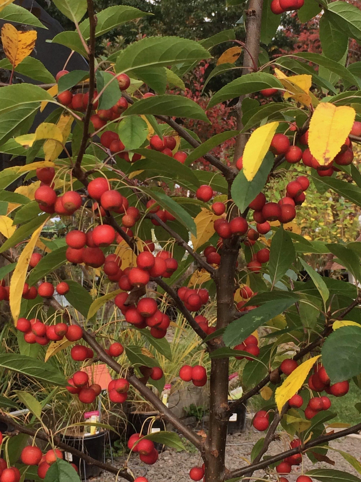 Malus Sugar Tyme - View 17 from www redcrocus com