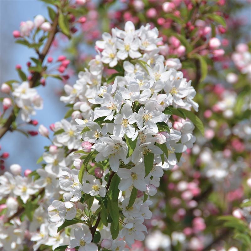 Malus Sugar Tyme - View 1 from www redcrocus com