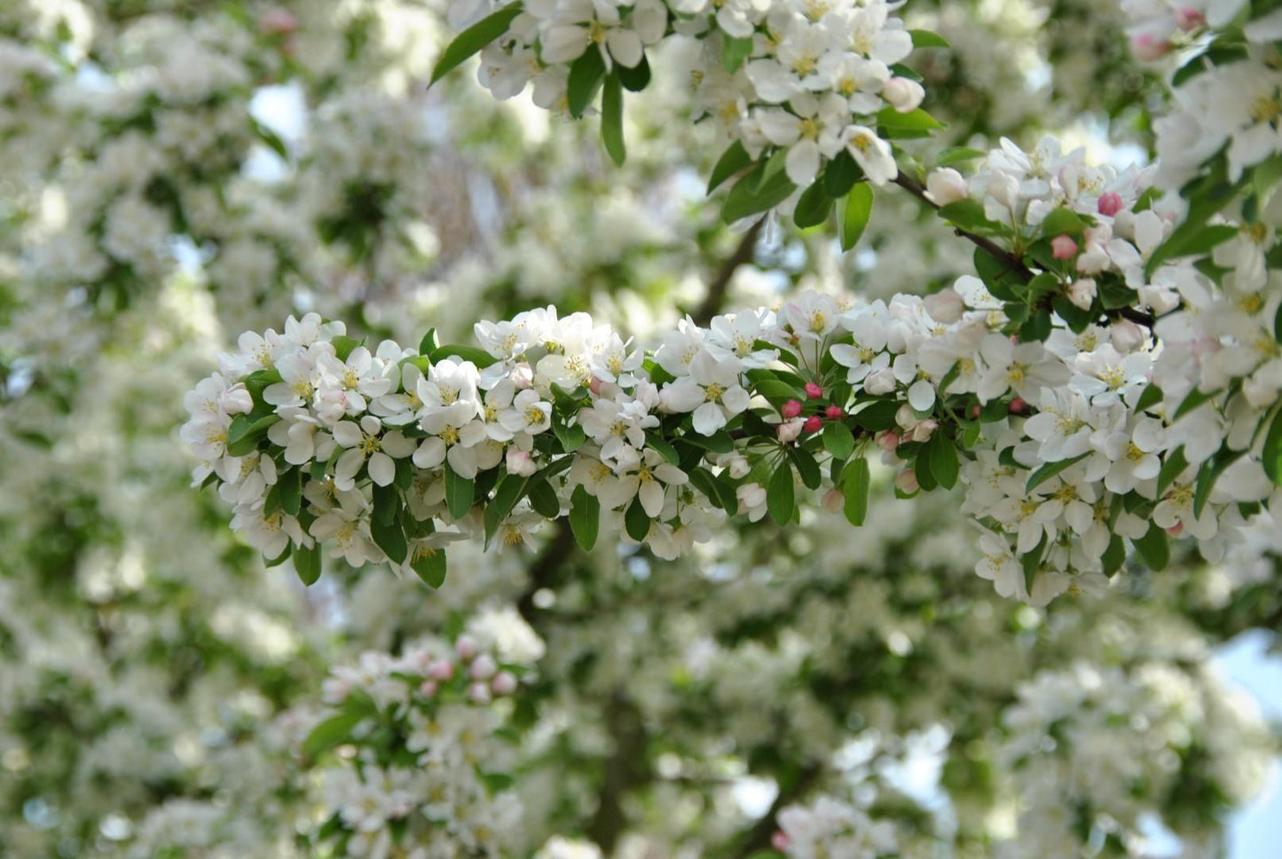 Malus Sugar Tyme - View 3 from www redcrocus com