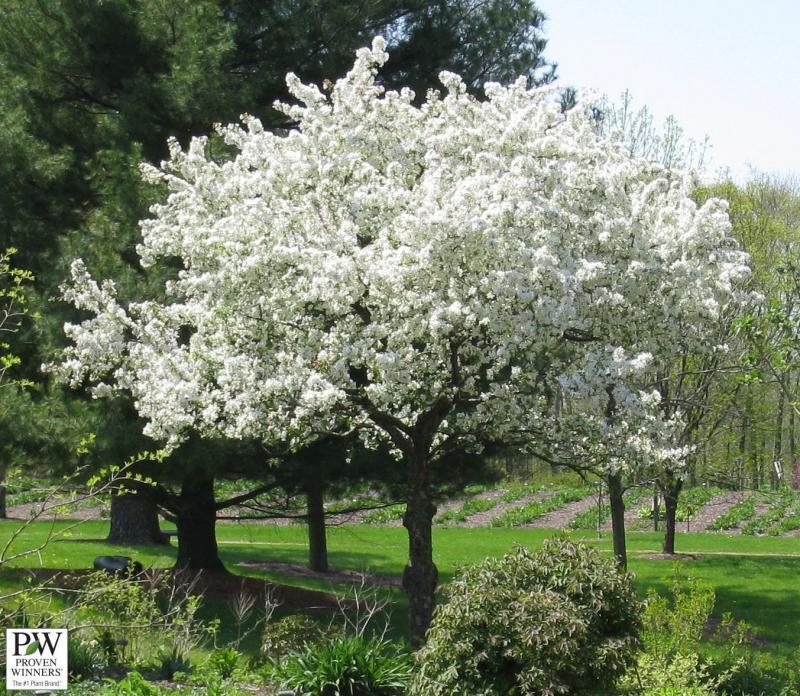 Malus Sugar Tyme - View 4 from www redcrocus com
