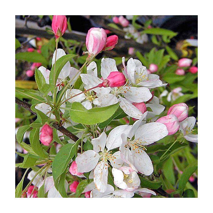 Malus Sugar Tyme - View 8 from www redcrocus com