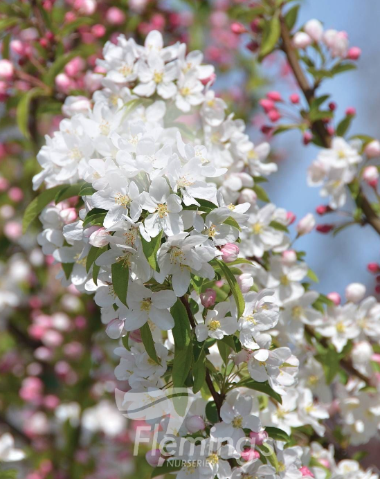 Malus Sugar Tyme - View 9 from www redcrocus com