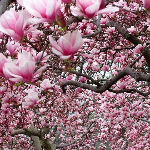 Magnolia Liliflora Ann Multi Stem - View 16 from www redcrocus com