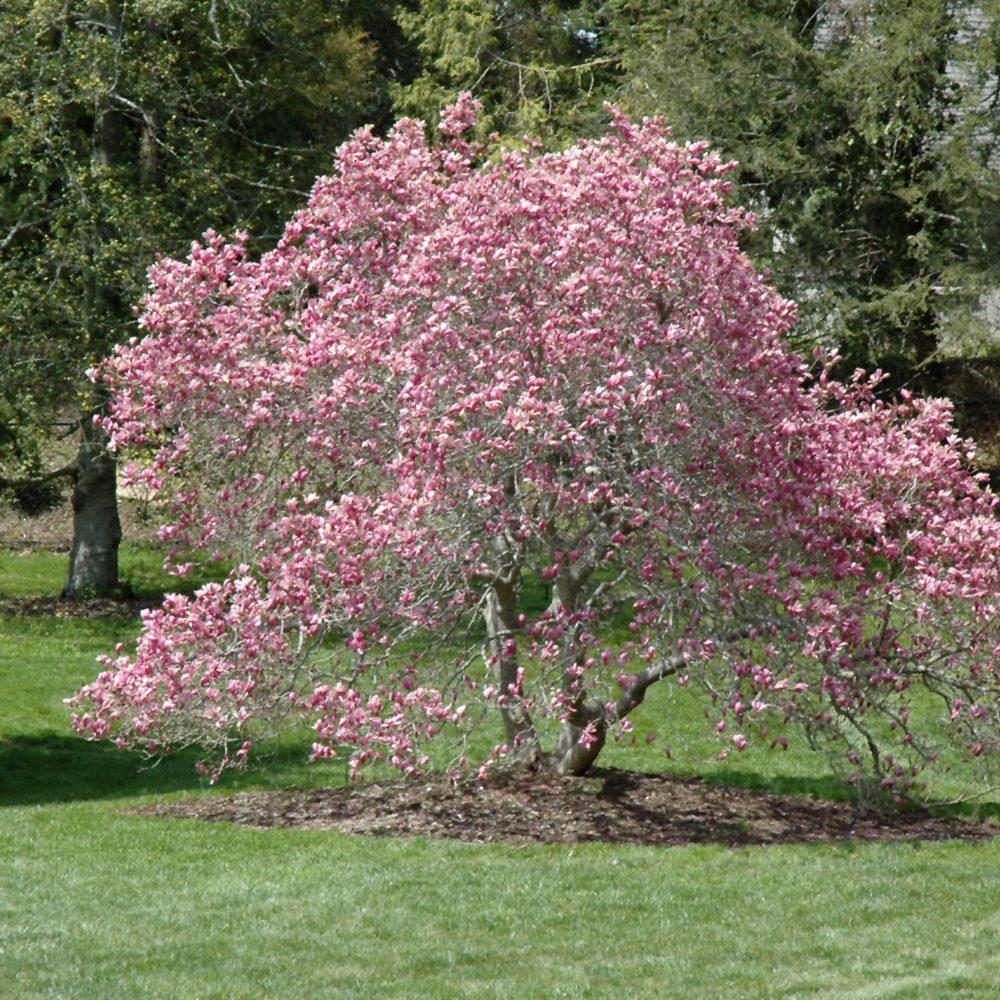 Magnolia Liliflora Ann Multi Stem - View 3 from www redcrocus com