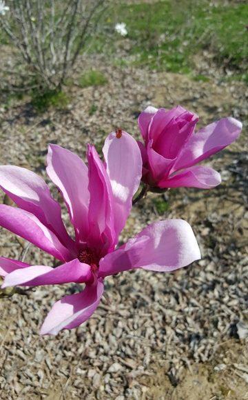 Magnolia Liliflora Ann Multi Stem - View 5 from www redcrocus com