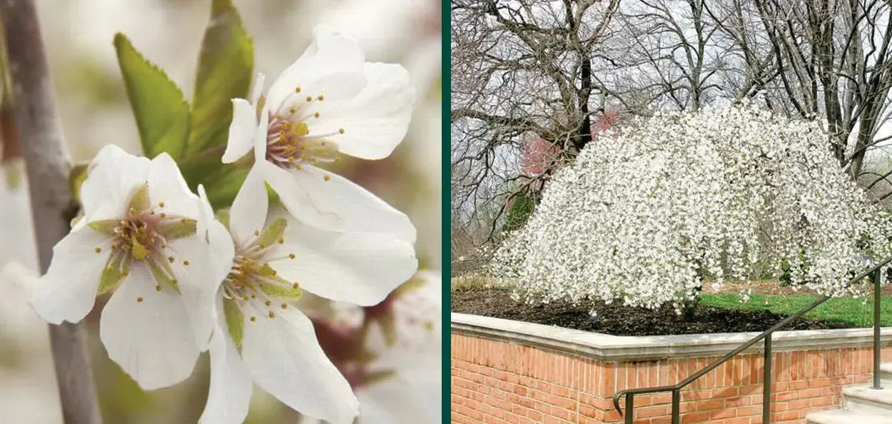 Prunus Subhirtella 'snow Fountain' Single Stem - View 10 from www redcrocus com