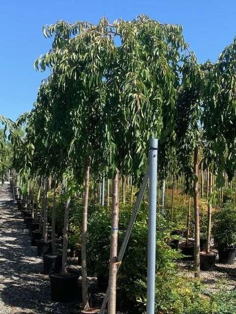 Prunus Subhirtella 'snow Fountain' Single Stem - View 11 from www redcrocus com