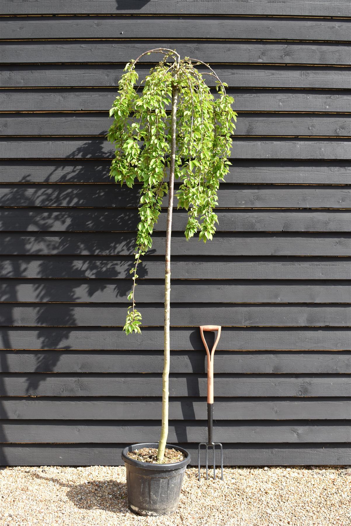 Prunus Subhirtella 'snow Fountain' Single Stem - View 12 from www redcrocus com