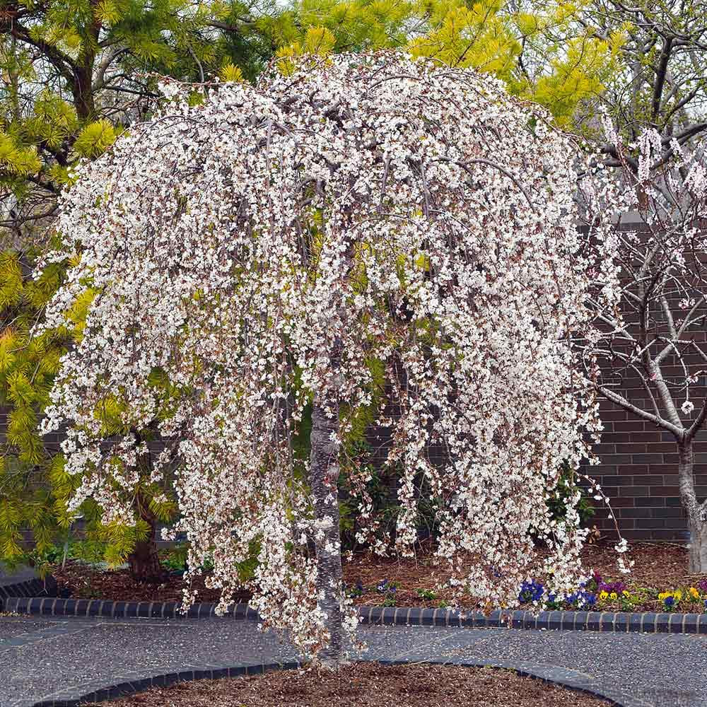 Prunus Subhirtella 'snow Fountain' Single Stem - View 13 from www redcrocus com
