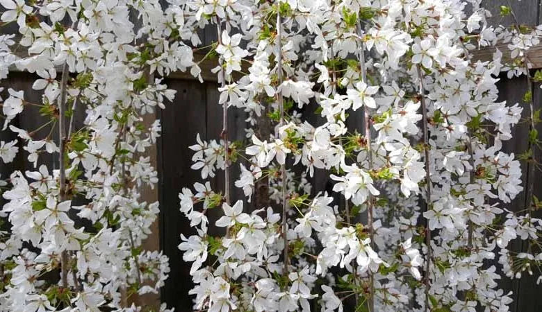 Prunus Subhirtella 'snow Fountain' Single Stem - View 15 from www redcrocus com
