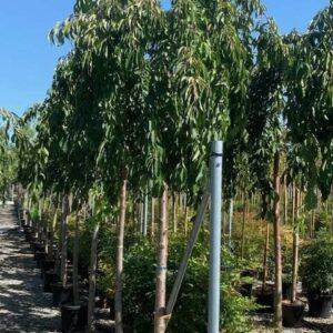 Prunus Subhirtella 'snow Fountain' Single Stem - View 16 from www redcrocus com