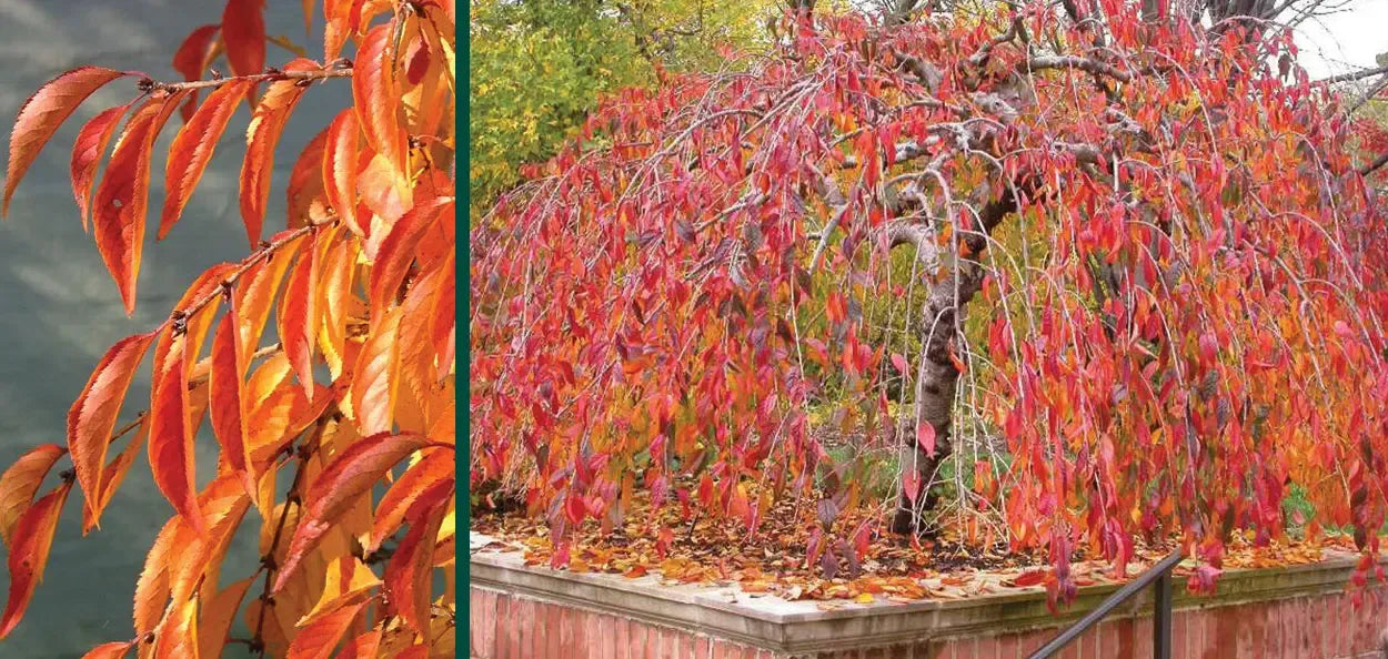 Prunus Subhirtella 'snow Fountain' Single Stem - View 18 from www redcrocus com