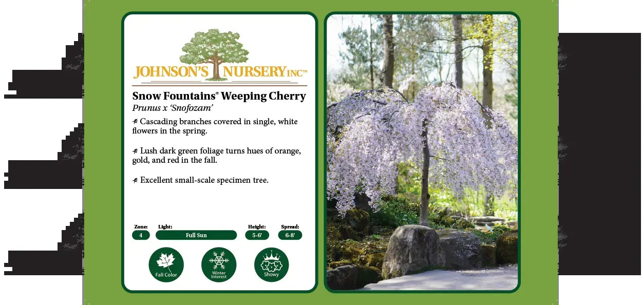 Prunus Subhirtella 'snow Fountain' Single Stem - View 19 from www redcrocus com