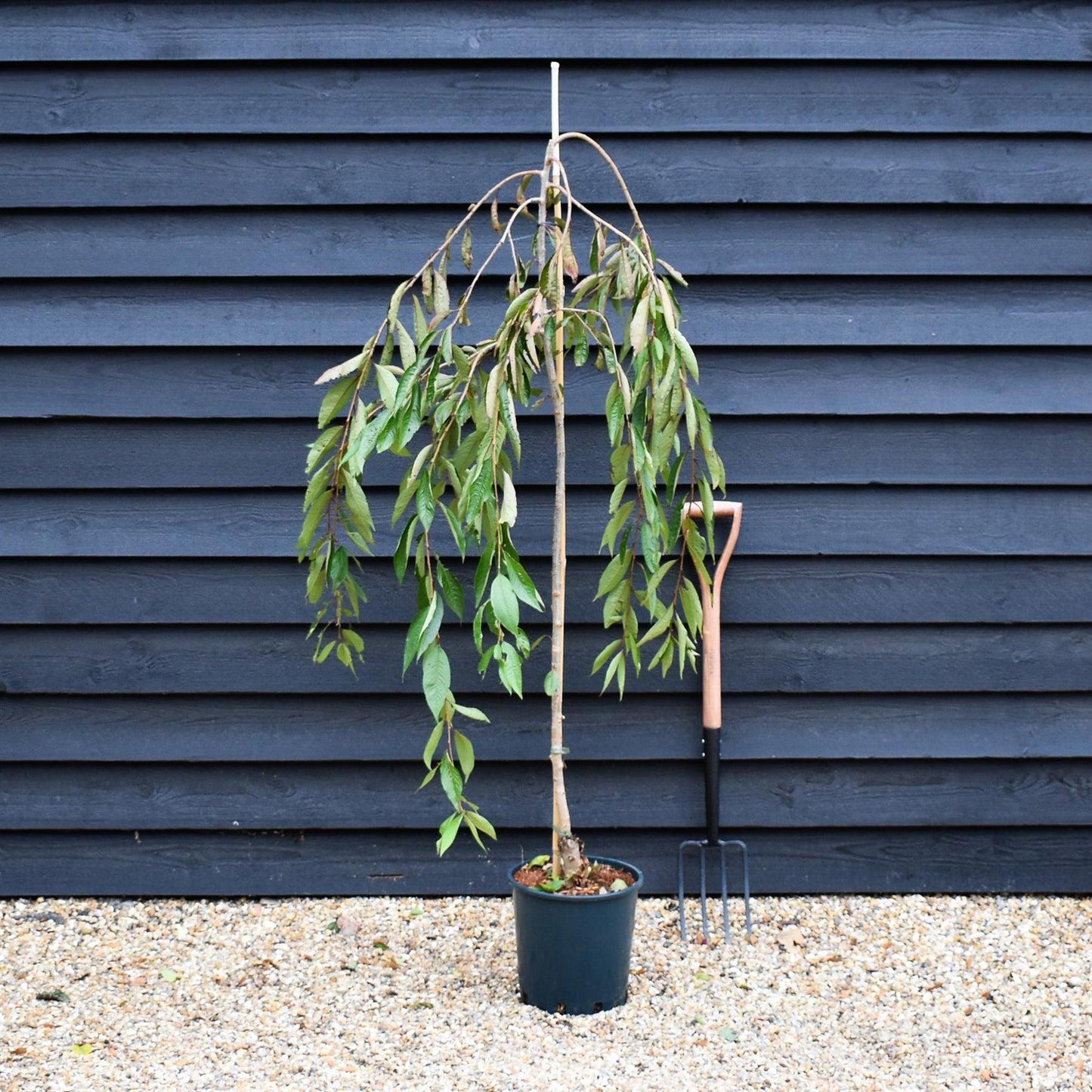 Prunus Subhirtella 'snow Fountain' Single Stem - View 1 from www redcrocus com
