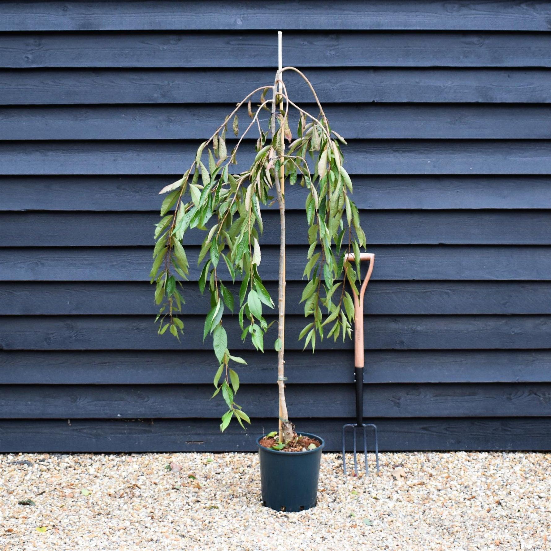 Prunus Subhirtella 'snow Fountain' Single Stem - View 1 from www redcrocus com