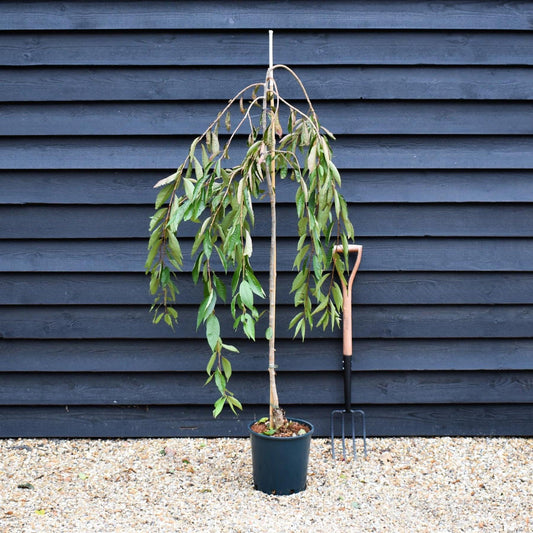 Prunus Subhirtella 'snow Fountain' Single Stem - View 1 from www redcrocus com