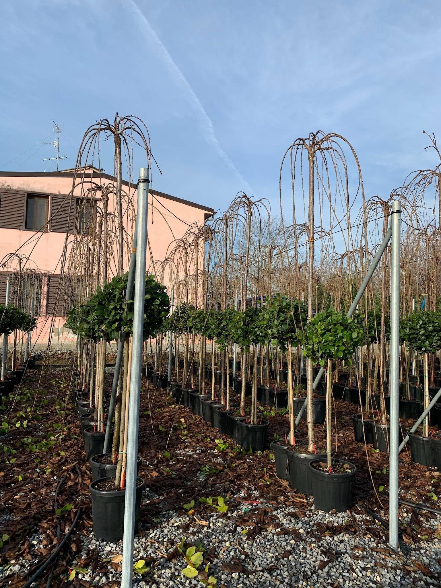 Prunus Subhirtella 'snow Fountain' Single Stem - View 20 from www redcrocus com