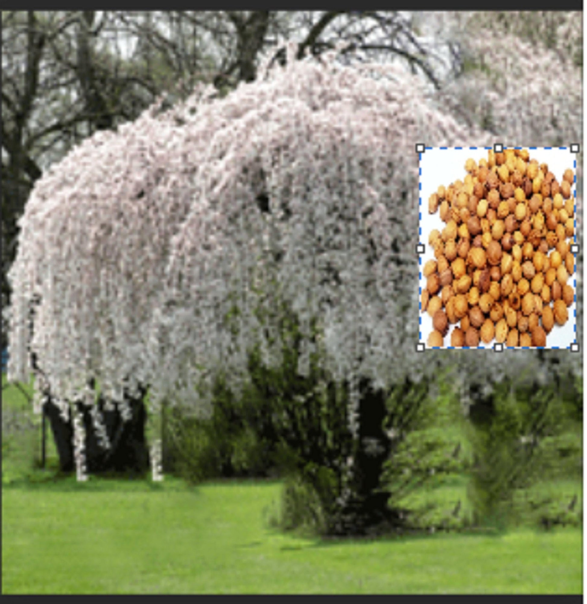 Prunus Subhirtella 'snow Fountain' Single Stem - View 24 from www redcrocus com
