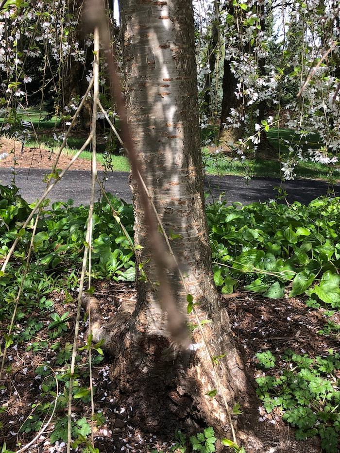 Prunus Subhirtella 'snow Fountain' Single Stem - View 27 from www redcrocus com