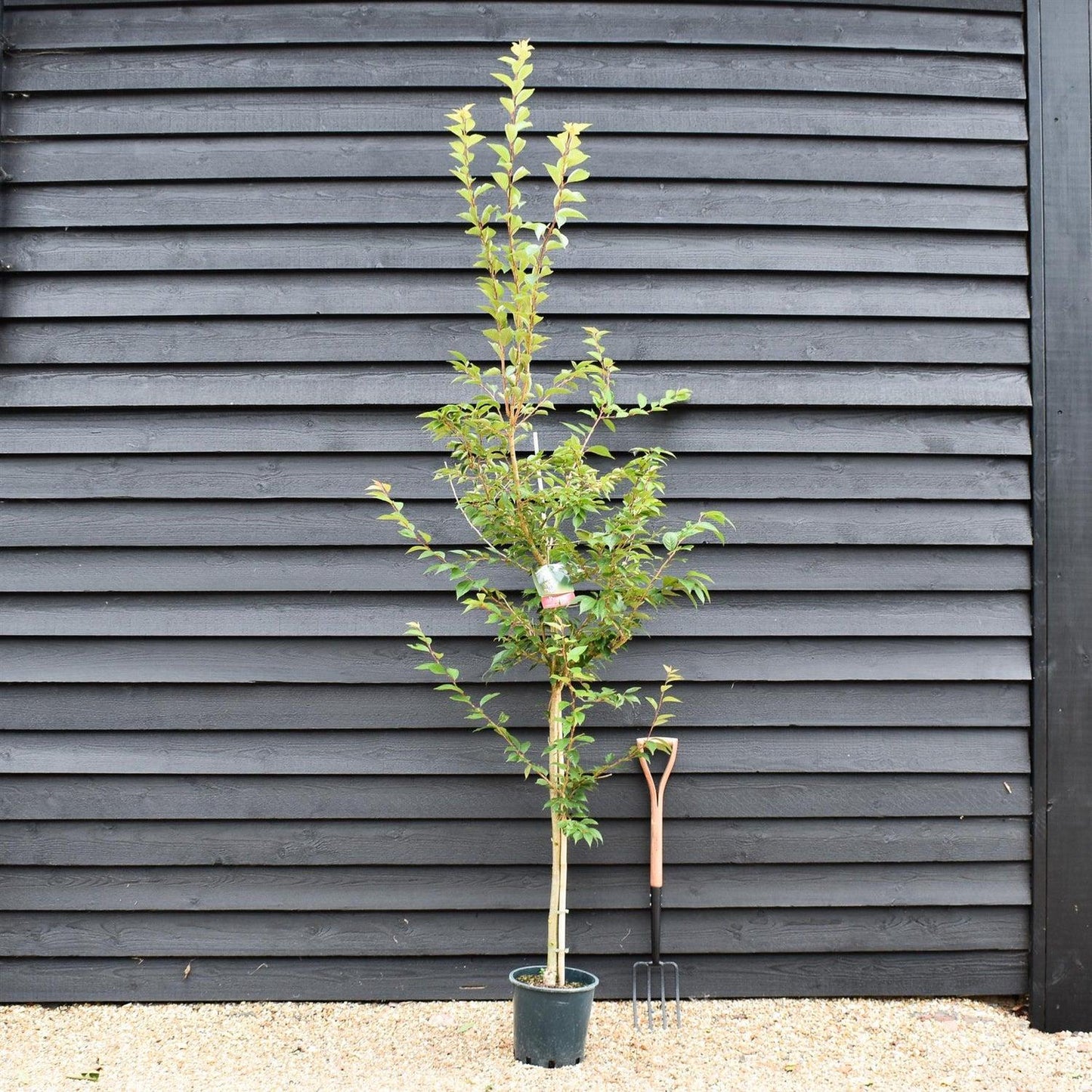 Prunus Subhirtella 'snow Fountain' Single Stem - View 28 from www redcrocus com