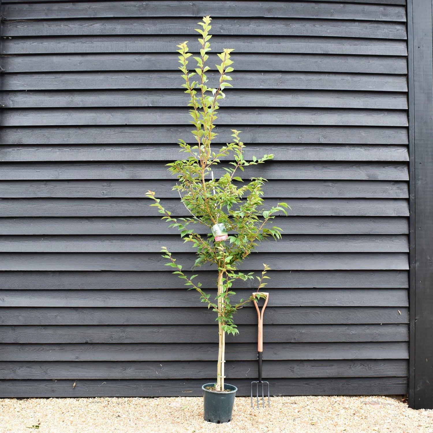 Prunus Subhirtella 'snow Fountain' Single Stem - View 28 from www redcrocus com